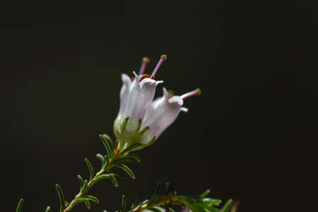 Detail of erica arborea or tree heath white flowers blooming in spring, copy space.の写真素材