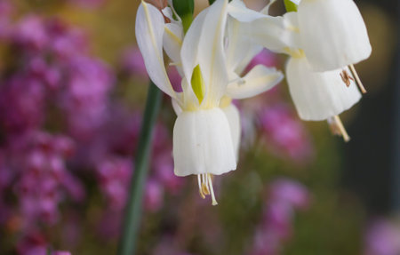 Angel's tears wild white flowers blooming in springの写真素材