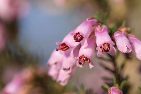 Detail of blossoming erica erigenea pink springtime flowersの写真素材