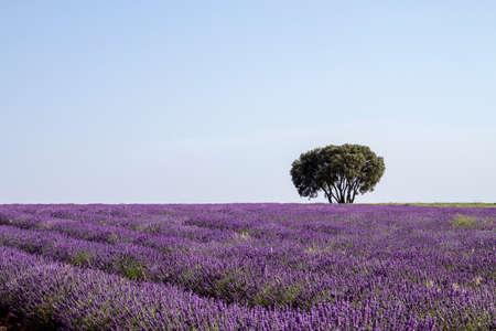 Purple lavender fields landscape in La Alcarria, Spainの写真素材
