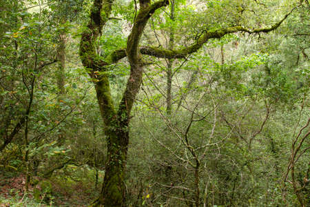 Green woodland in Mata da Albergaria, Peneda-Geres National Park, Portugalの写真素材