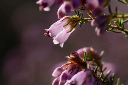 Detail of blossoming erica erigenea pink springtime flowersの写真素材