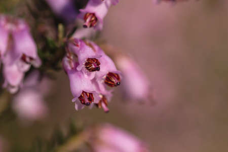 Detail of blossoming erica erigenea pink springtime flowersの写真素材
