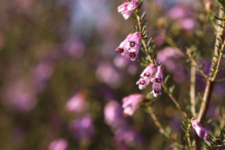 Detail of blossoming erica erigenea pink springtime flowersの写真素材