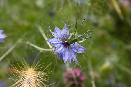 Nigella damascena purple flower close up