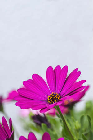 Cape marguerite pink purplish flower blooming in springの写真素材