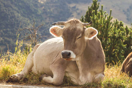 Cattle breeding in the mountainsの写真素材
