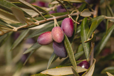 Detail of ripening olive fruitsの写真素材