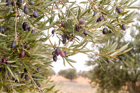 Olive tree with fruitsの写真素材