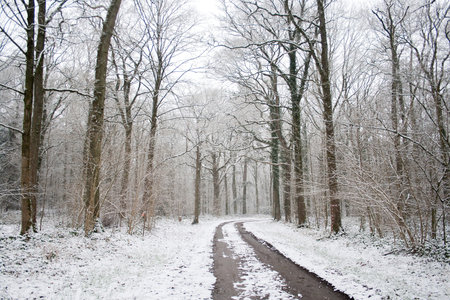 Road in snowy forest