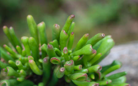 Crassula ovata gollum plant close upの写真素材