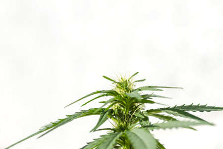 Green cannabis plant flowersの写真素材