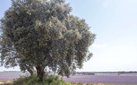 Holm oak in lavender fieldsの写真素材