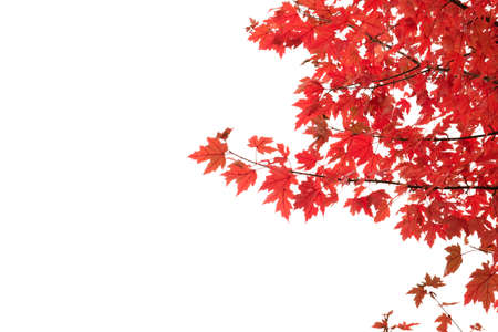 Maple tree autumnal foliageの写真素材