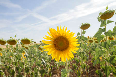 Blossoming sunflowers field landscapeの写真素材
