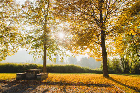 Poplar trees with golden autumnal foliageの写真素材