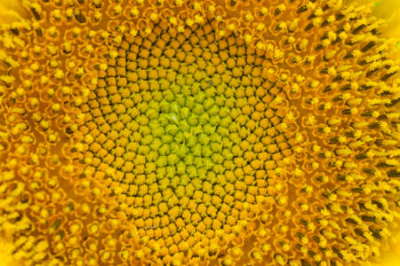 Detail of sunflower disk with sacred geometry patternの写真素材