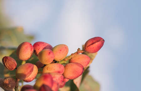 Pistacio tree nuts ripening close upの写真素材