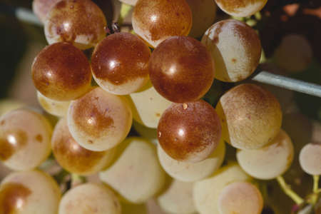 Bunch of ripening grapes close upの写真素材