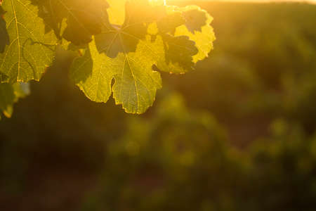 Green vineyard in La Mancha, Spainの写真素材