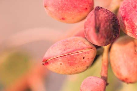 Pistacio tree nuts ripening close upの写真素材