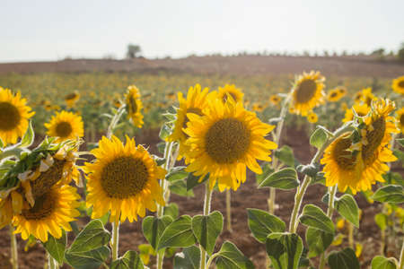 Blossoming sunflowers field landscapeの写真素材