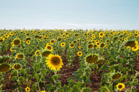 Blossoming sunflowers field landscapeの写真素材
