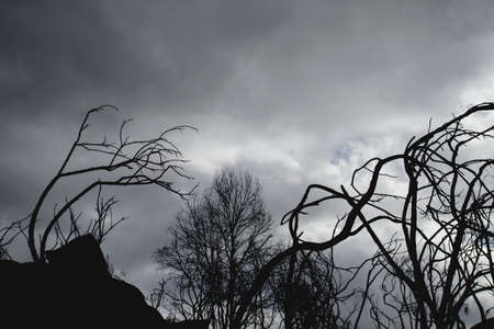 Burned trees after a wildfireの写真素材