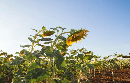 Blossoming sunflowers field landscapeの写真素材