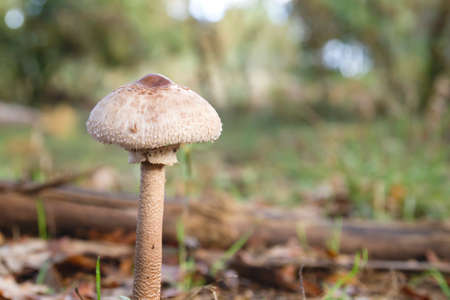 Parasol mushroom growing wildの写真素材