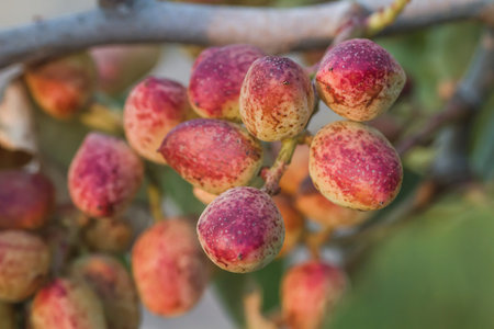 Pistacio tree nuts ripening close up