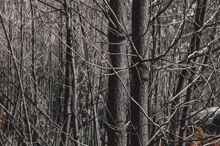 Burned trees after a wildfireの写真素材