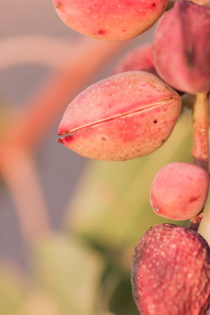Pistacio tree nuts ripening close up