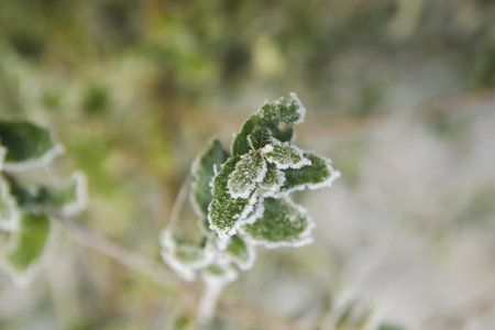 Frosted gorse plant