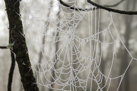 Frosted dew on a spider web, abstract background