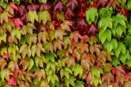 Red and green autumnal vine