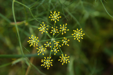 Anise plant yellow flowers
