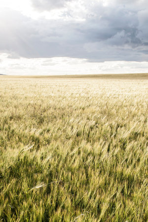 Springtime field in the countryside
