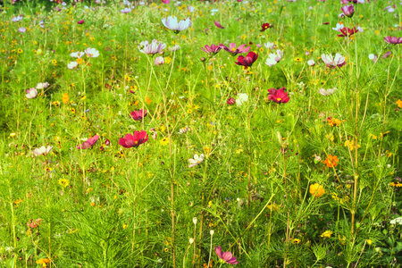 Springtime flowers vintage editionの写真素材