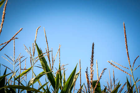 Green corn fieldの写真素材