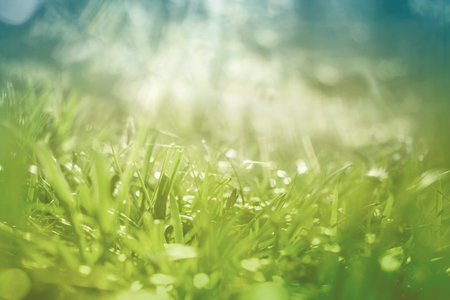 Green grass close upの写真素材