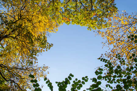 Deciduous trees with autumnal colored foliage, blue sky backgroundの写真素材