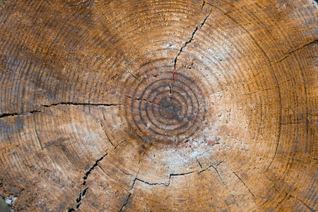 Tree rings on wooden log