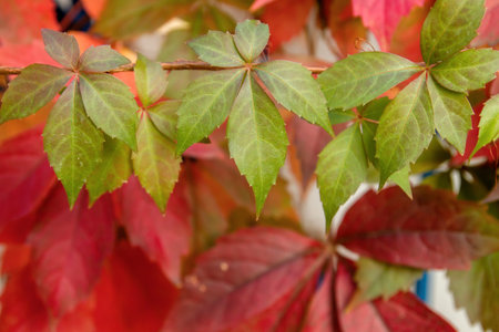 Five-leaved ivy creeper plant green and red red autumnal leaves