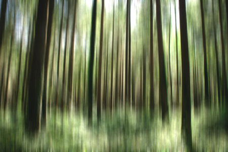 abstract green forest, stock photo