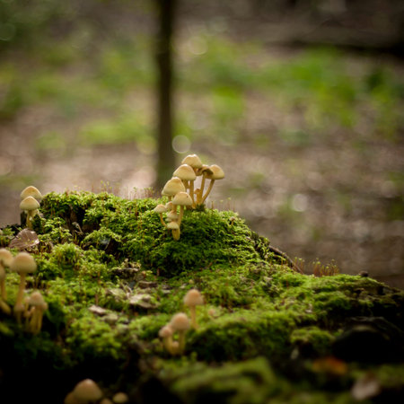 Wild mushrooms in the forest