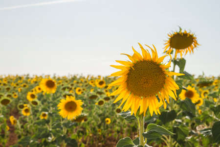 Blooming sunflowers field by summertimeの写真素材