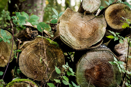 Old wood logs in the forest