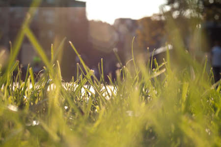 Green grass detailの写真素材