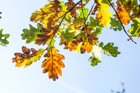 Oak tree autumnal foliage